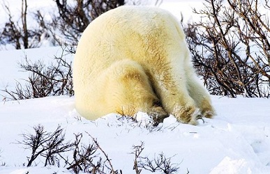Isbjörn stoppar huvudet i sande..snön